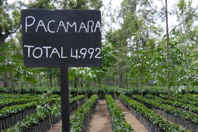 a black sign with the words Pacamara Total 4,992 standing in a forest