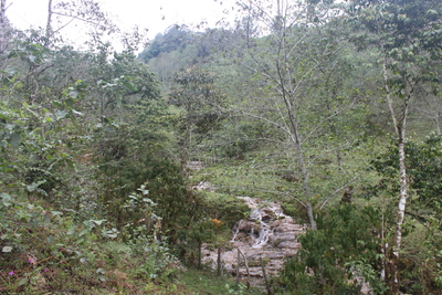 a forest in Guatemala